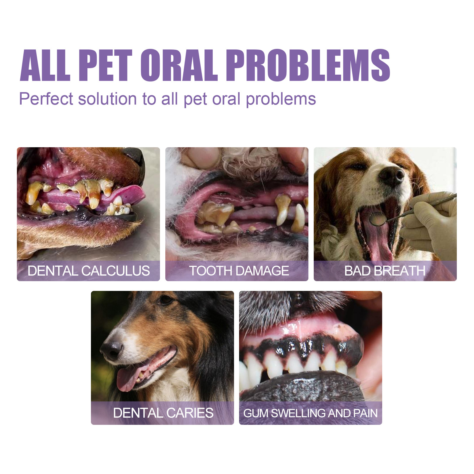 Pet Oral Repair Gel Puppy Tart - Teeth Whitening App review and price
